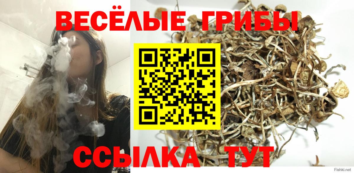 Краснознаменск  Галлюциногенные грибы Psilocybine cubensis  Вход с VPN  Псилоцибиновые грибы ЛСД 